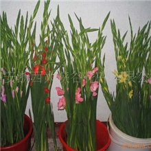 供应粉色剑兰(图)