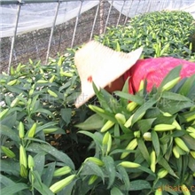 供应高山百合剪花实况