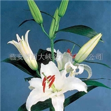 供应香水百合（白色：西伯利亚）