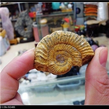 纯天然原石螺化石原石、吊坠。