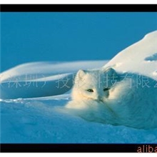 供应画框幕/画框幕布/投影幕布/框架幕布