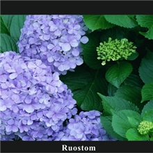 Ruoston诺视通32寸高清液晶监视器工业级液晶显示器厂家