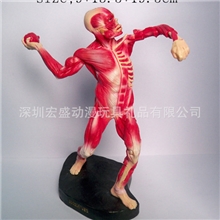 人体模型，医学人体模型，树脂人体模型