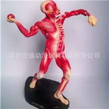 肌肉骨骼人体模型，医学针灸人体模型，肌肉解剖骨骼人体模型