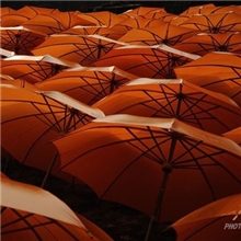 黄雨伞竹子黄雨伞小竹子伞油布伞