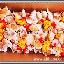 厂家供应纯天然海滩扁刺海螺口哨海螺哨子各种贝壳海螺工艺品