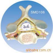 供应SMD108脊髓横断模型