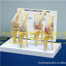 SMRL6414阶段犬的膝关节炎模型