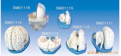 供应SMD111脑模型