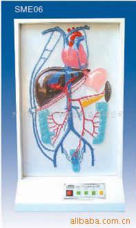 供应门静脉侧支循环电动模型