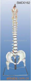 供应枕骨脊柱、骨盆、股骨头和脊神经解剖模型