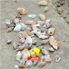 DIY小屋Dollhouse成品配件【迷你海螺贝壳】海滩海边模型场景材料