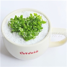 圣诞送礼，一杯爱意咖啡草，办公室植物，杯秀巴士咖啡草-爱心型