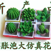 厂家供应膨胀泡大仙人球膨胀泡大新产品一盒48个夏季热销产品