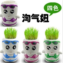 长草娃娃批发迷你桌面植物青草种植正品地摊奇特（淘气妞）
