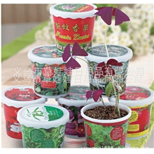 草娃娃宝贝花草台湾太空花卉魔法种子微型盆栽宝贝水果