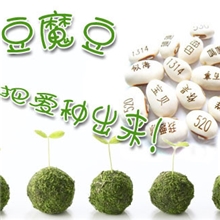 魔豆爱情魔豆magicbean魔豆定制创意礼品红魔豆盆栽植物