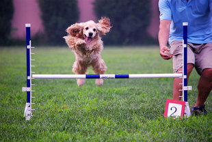 宠物玩具批发Rosewood敏捷跳栏训练狗狗敏捷度消耗狗狗旺盛精力