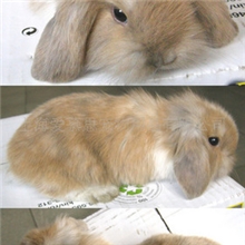 批发，垂耳兔，免疫接种成功，全国可以发货！！