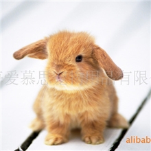 批发垂耳兔，活泼可爱，已做过免疫，