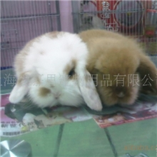 批发垂耳兔，免疫接种成功，。全国可以发货！！