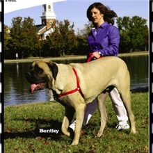 SHOWDOG防爆冲胸背带不含牵引大狗金毛萨摩阿拉萨摩耶用品