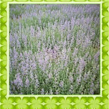 供应Catnip(猫薄荷)种苗
