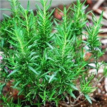 供应香草种苗&mdash;&mdash;迷迭香*迎世博