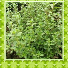 供应百里香种苗