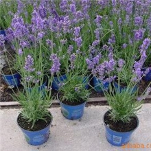 供应薰衣草种苗*香草种苗