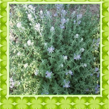 供应花卉种子、种苗&mdash;&mdash;猫薄荷、薰衣草、洋甘菊
