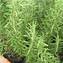 供应香草种苗*迷迭香种苗优质常年供应