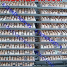 孵化机乌鸡孵化设备质量好服务优节能省工是养殖致富好帮手