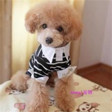 秋冬款趣派小清新帅气条纹宠物衬衫2色入宠物衣服泰迪博美京巴