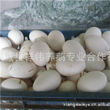 最新繁育高产蛋鹅苗年产100-120枚/接受全国预订货真价实