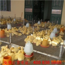 最新脱温鹅苗价格10日龄脱温鹅苗批发