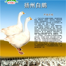 最新养鹅技术、扬州三花鹅苗披发、鹅苗价格、养鹅效益