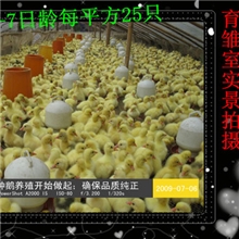 最新鹅苗价格/鹅养殖技术/鹅雏价格/三花鹅苗批发---山东祥伟鹅业