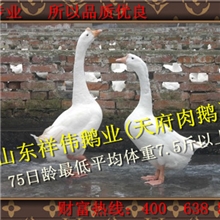最近鹅苗价格报价郓城祥伟11年鹅业养殖老厂