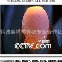 专业批发鹅蛋活珠子、凤凰蛋、钢化蛋、活肧胎全国发货