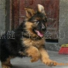 纯种赛级德牧（黑贝）德国牧羊犬德牧幼犬出售宠物狗