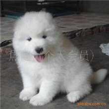宠物狗）纯种微笑萨摩耶犬萨摩狗出售大型宠物狗