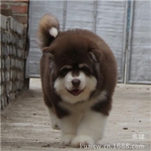 宠物狗）精品阿拉斯加犬,保纯种保健康,可刷卡,北京送货上门