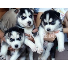纯种大型宠物狗三把火宝石眼哈士奇犬哈士奇幼犬宝宝出售
