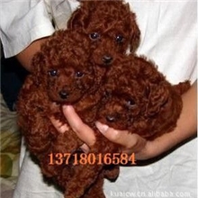 纯种宠物狗纯种玩具泰迪狗茶杯泰迪犬狗狗泰迪熊犬出售