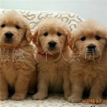 纯种赛级大头金毛犬宝宝找新主人！！有血统证书！！