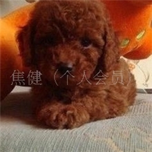 宠物狗）纯种泰迪犬泰迪狗狗泰迪熊狗贵宾出售