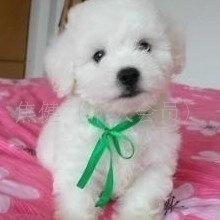 法国皇家爱宠卷毛*比熊犬*宝宝找新家！！