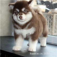 精品阿拉斯加十字脸纯种阿拉斯加西伯利亚雪橇犬