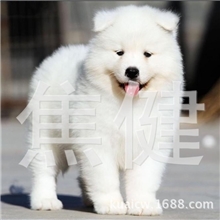 天使的微笑，白魔法血系的萨摩宝宝证书芯片齐全